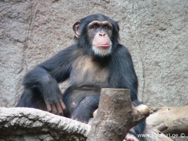 ოლივერი – ადამიანი-შიმპანზე